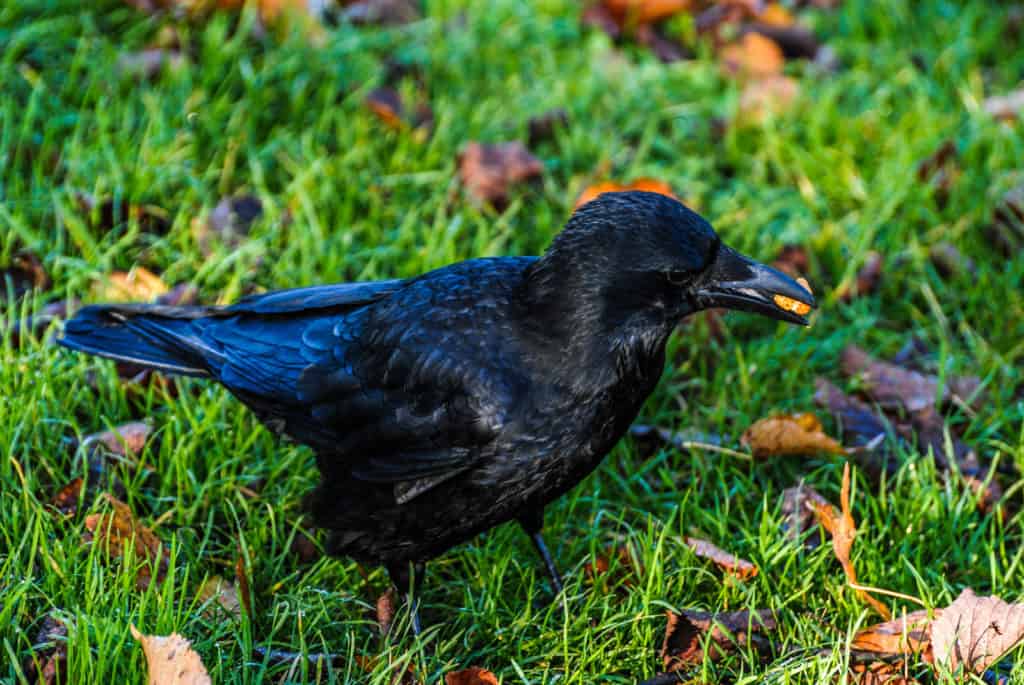 have-you-ever-had-to-eat-crow-how-to-admit-you-are-wrong-life-with